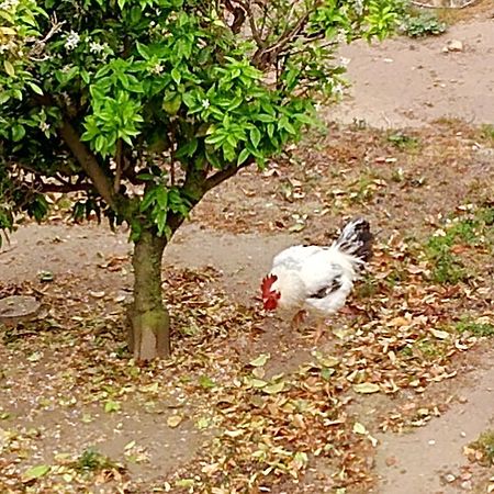La Caseta Del Pitxo Deltebre Ngoại thất bức ảnh